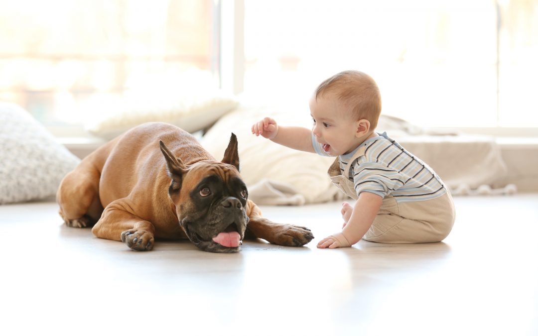 Cómo debe ser la convivencia entre nuestro perro y un bebé