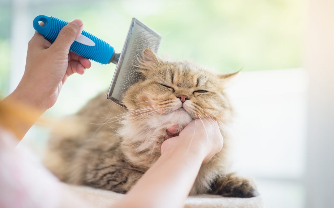 Consejos para cuidar el pelo de un gato