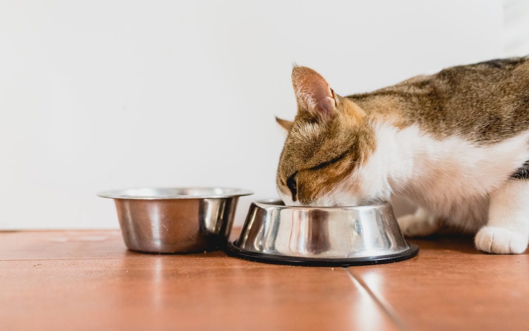 Cómo alimentar correctamente a un gato