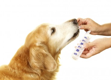 Cómo dar pastillas a nuestro perro