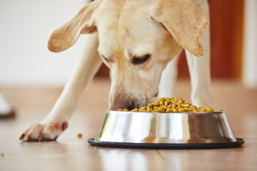 Salmon oil in dogs’ food