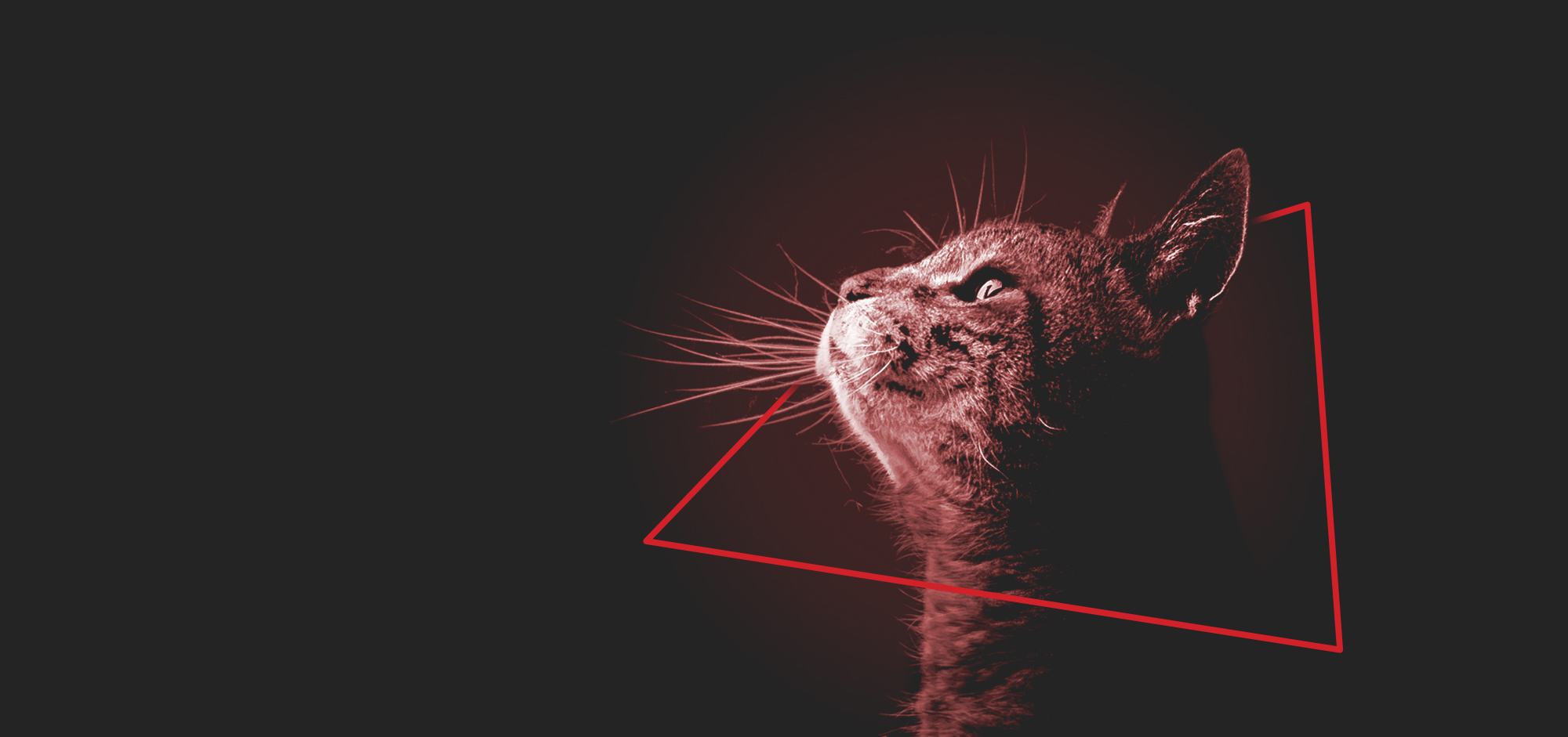 Cabecera_Gatos